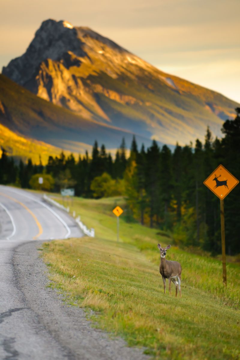 Spiritual Meaning of Deer Crossing Your Path