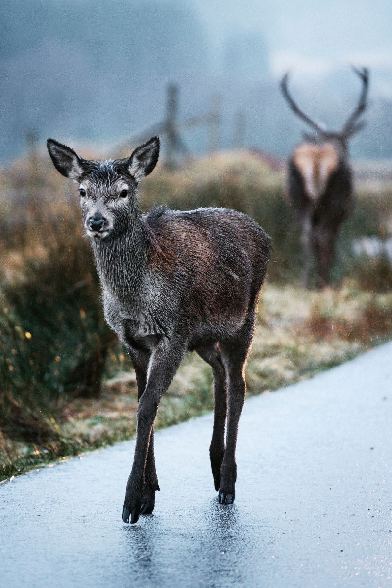 Spiritual Meaning of Deer Crossing Your Path
