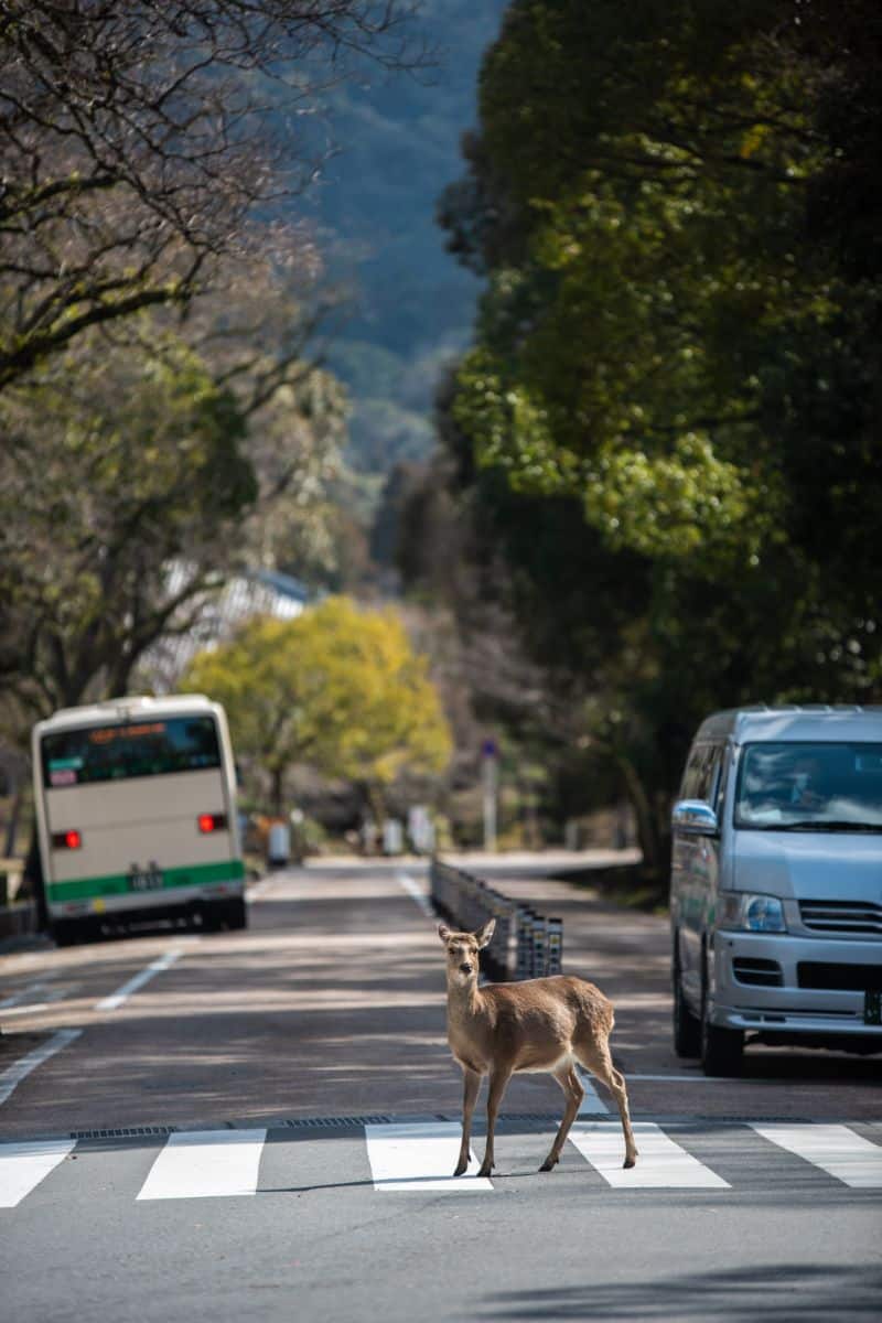 Spiritual Meaning of Deer Crossing Your Path