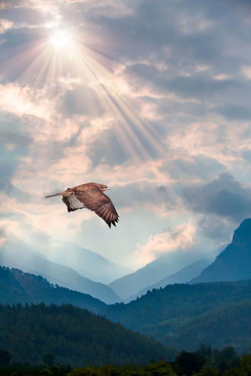 Spiritual meaning of a HAWK flying over you