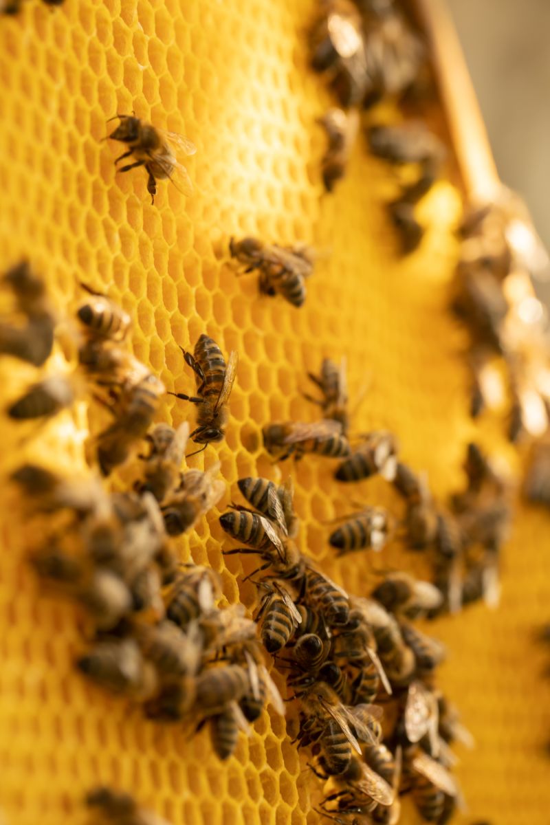 The Spiritual Meaning of Bees Landing On You