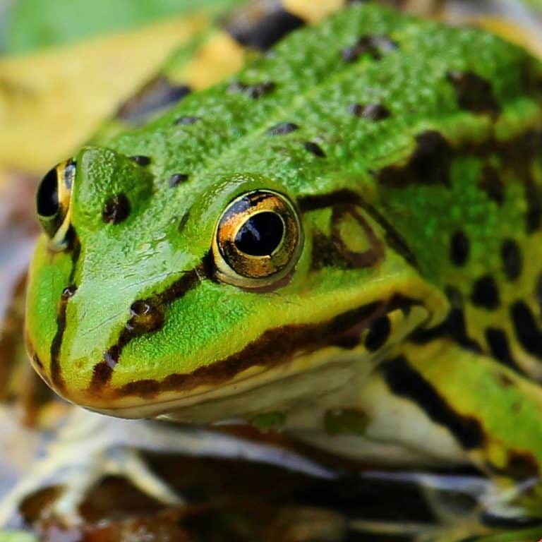 The Spiritual Meaning of Seeing a Frog at Night Awakening State