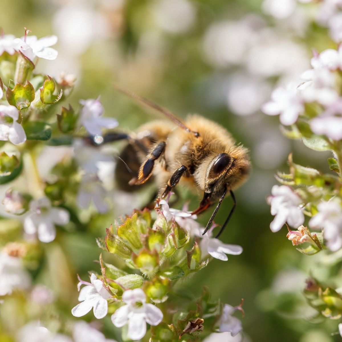 The Spiritual Meaning of Bees Landing On You Awakening State