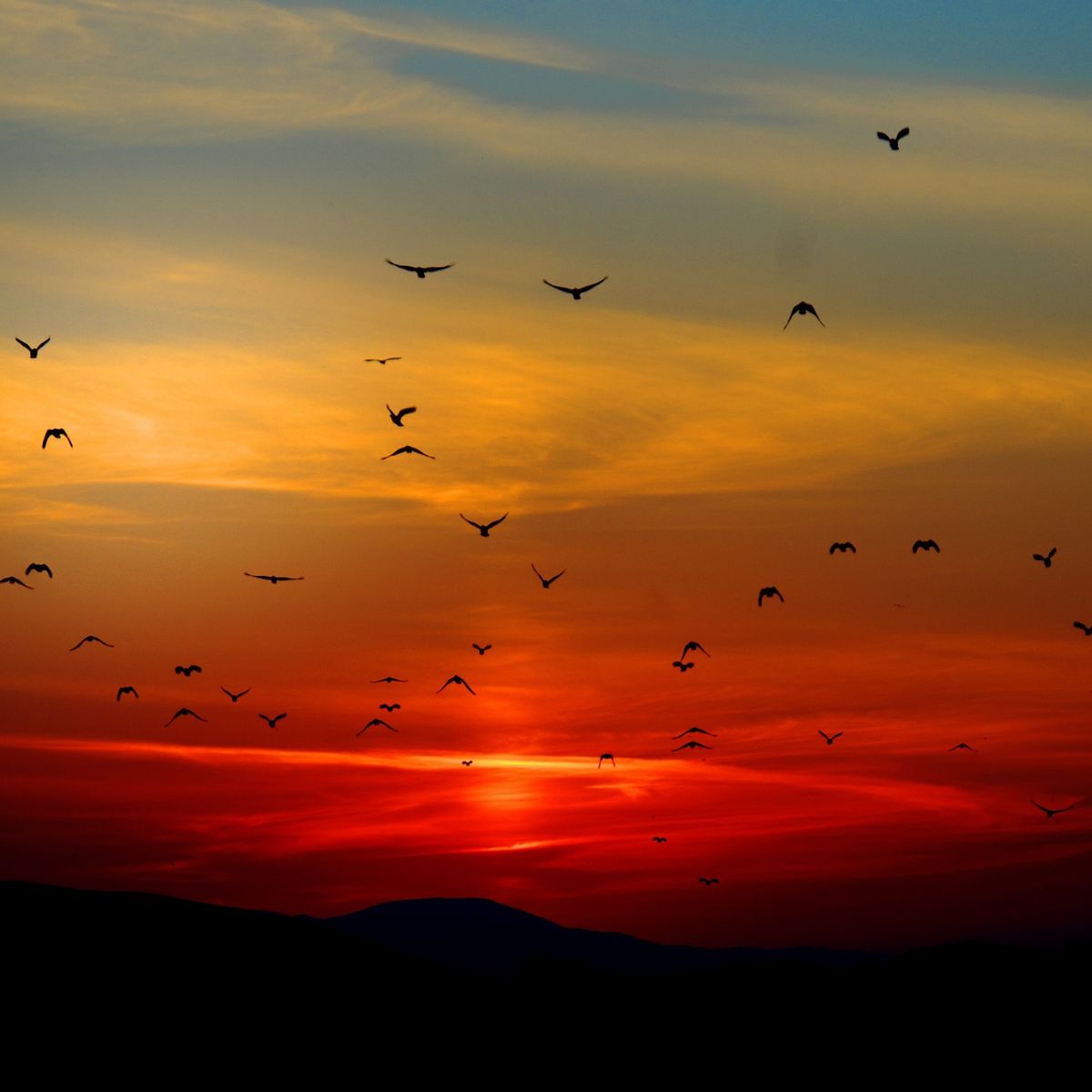 Spiritual meaning of birds flying in front of you Awakening State