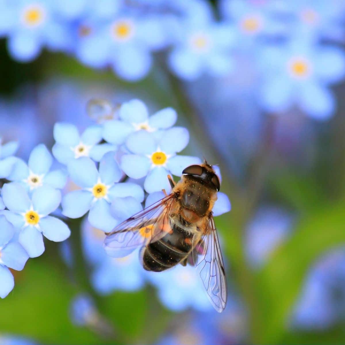 honey bee spiritual meaning