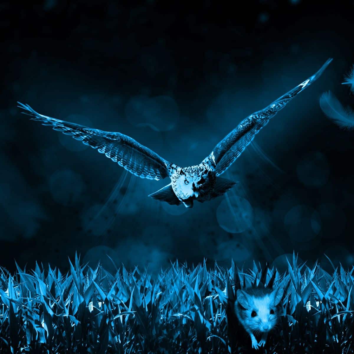 meaning of hearing an owl at night