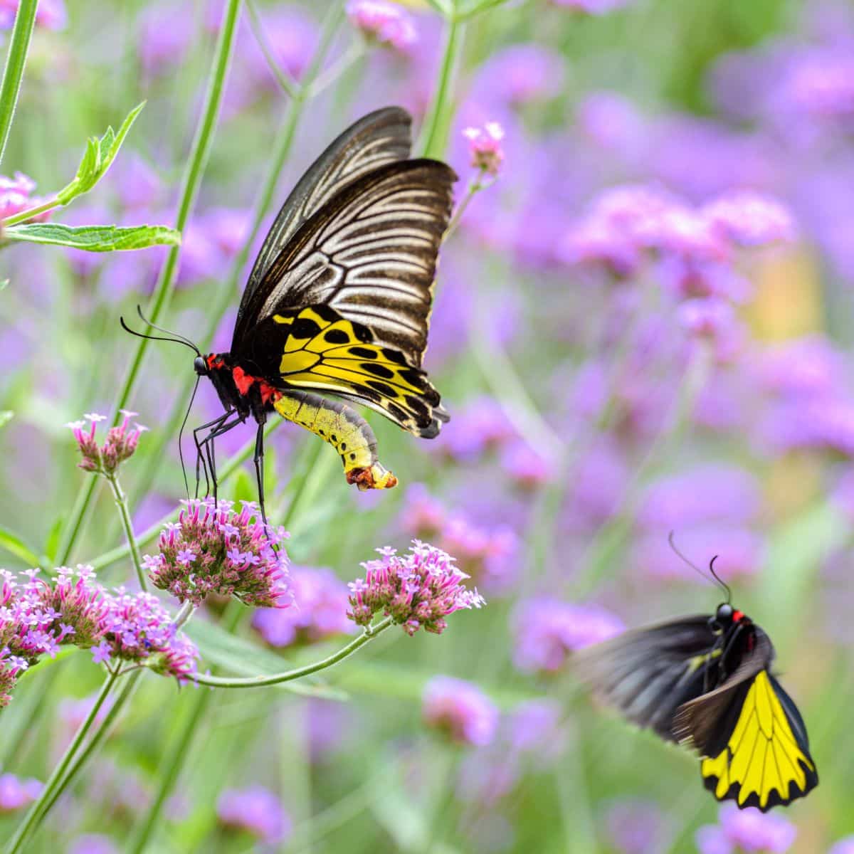 monarch butterfly meaning in the bible