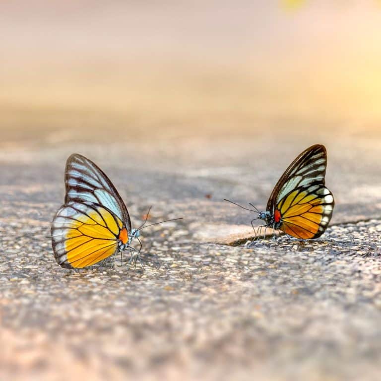 Orange and Black Butterfly spiritual meaning Awakening State