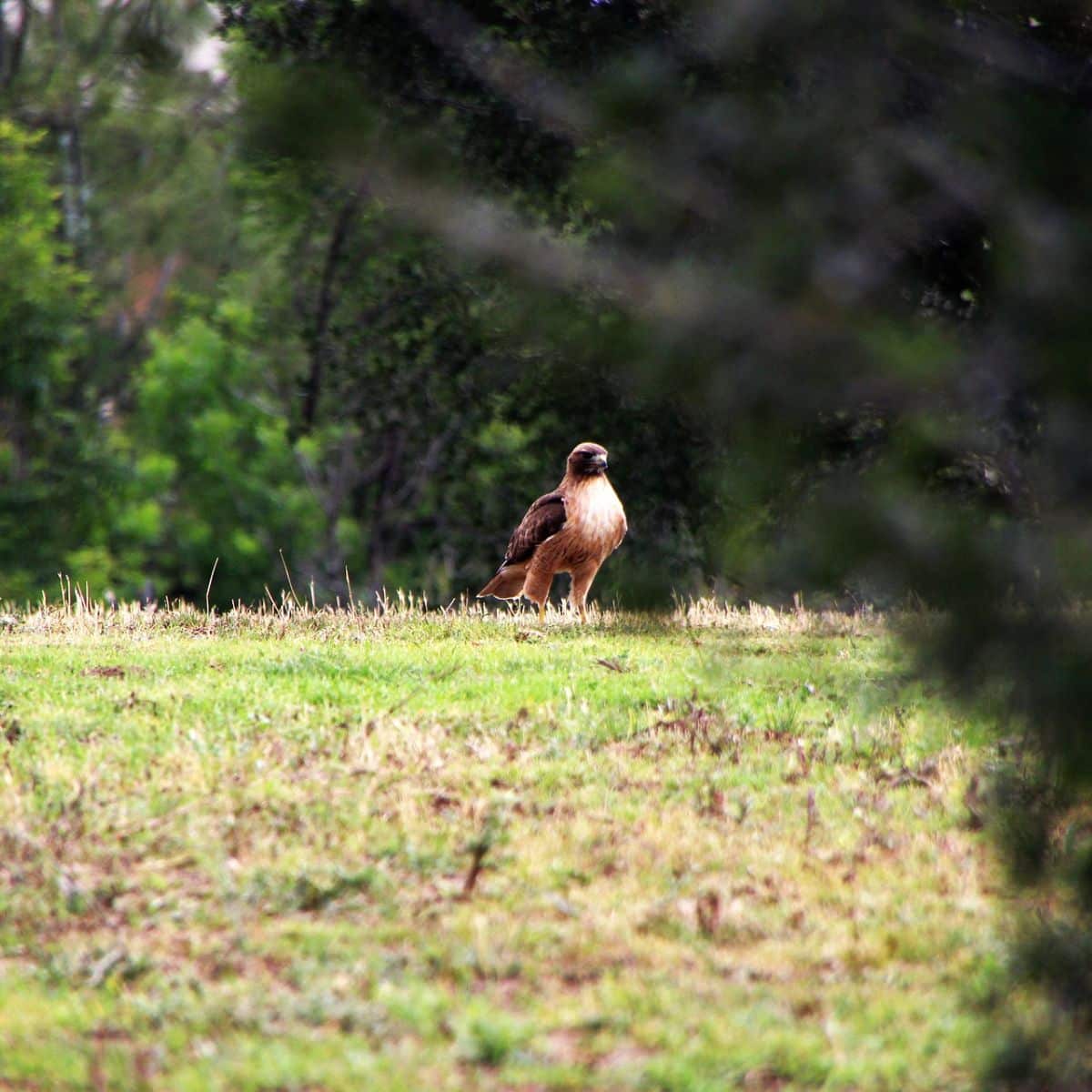 Spiritual Meaning of Seeing A RedTailed Hawk Awakening State