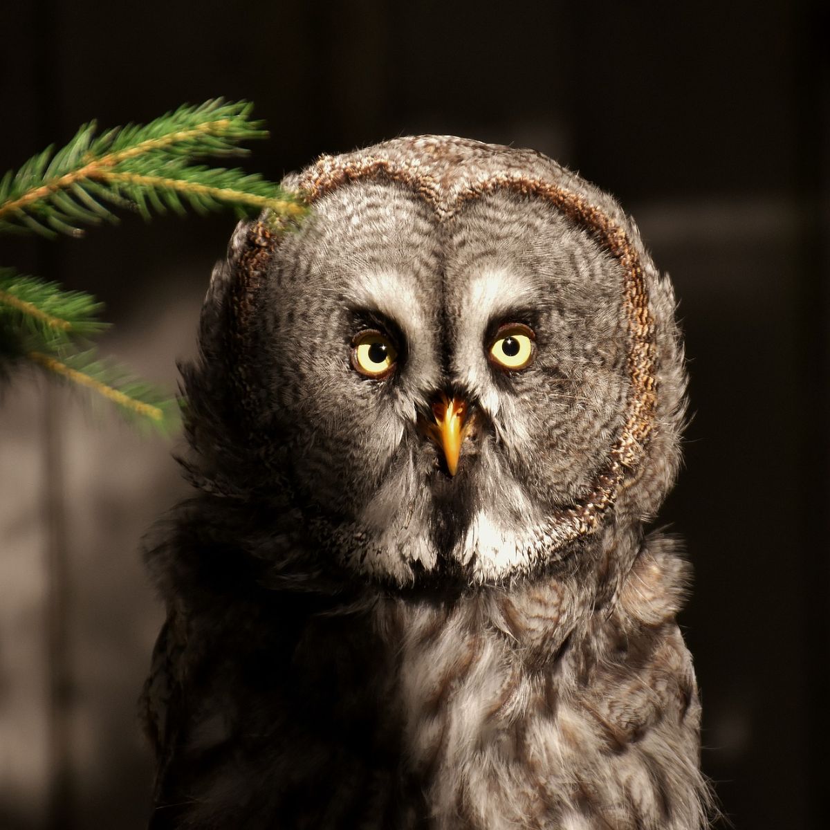 Seeing an Owl at Night spiritual meaning Awakening State