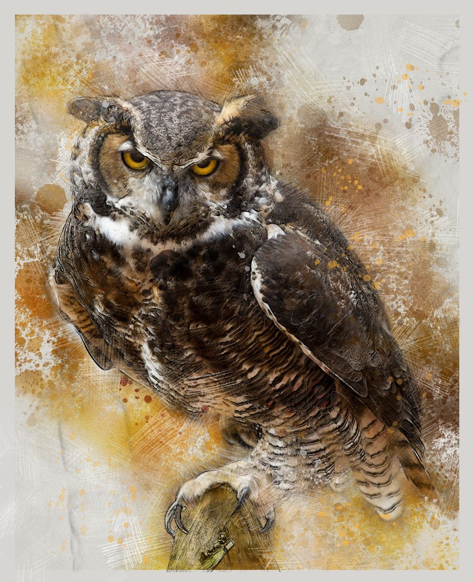 Seeing an Owl at Night spiritual meaning Awakening State