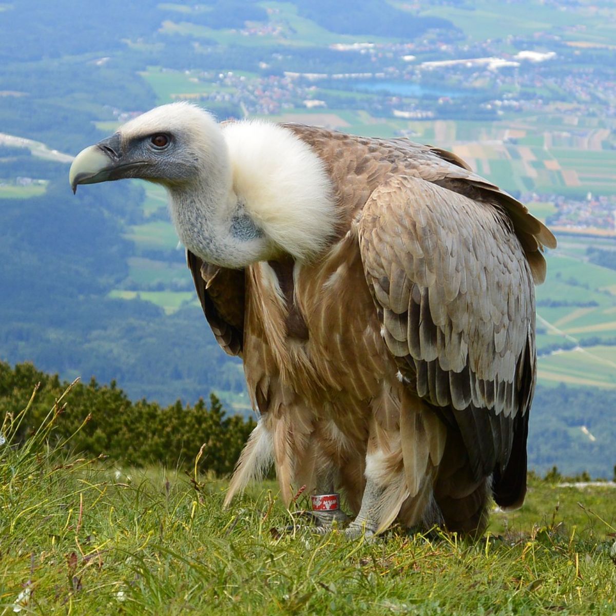 What Does It Mean When You See A Vulture During The Day? Awakening State