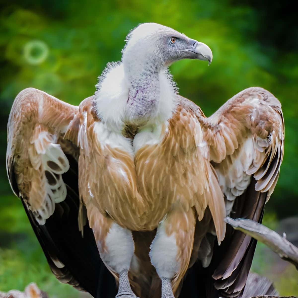 What Does It Mean When You See A Vulture During The Day? Awakening State
