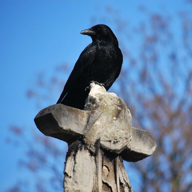Crow Cawing In The Morning Spiritual Meaning Awakening State