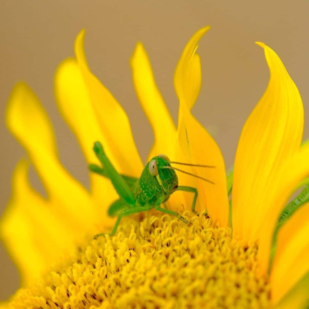 The Spiritual Meaning of Finding a in Your Path Awakening