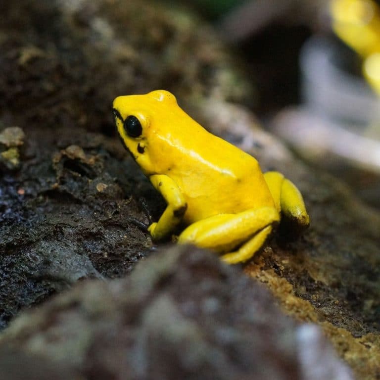 The Spiritual Meaning of Seeing a Frog at Night Awakening State