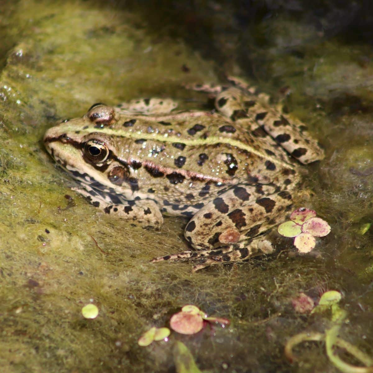 The Spiritual Meaning of Seeing a Frog at Night Awakening State