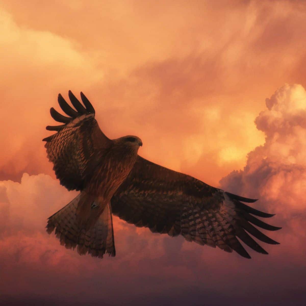 Spiritual meaning of a HAWK flying over you Awakening State