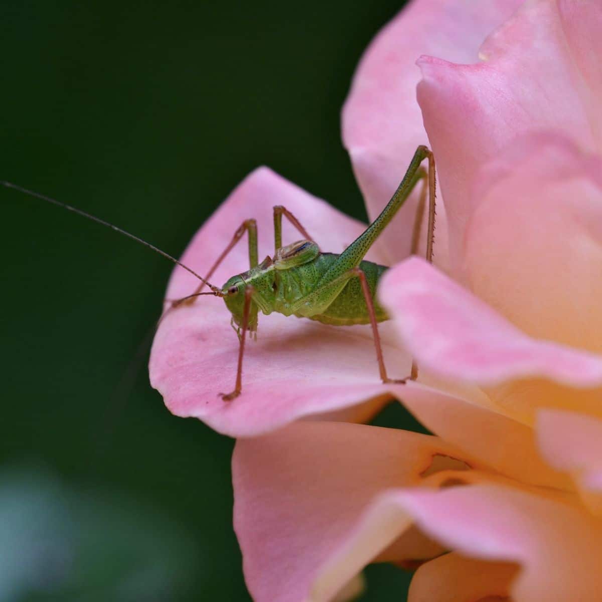 The Spiritual Meaning of Finding a in Your Path Awakening