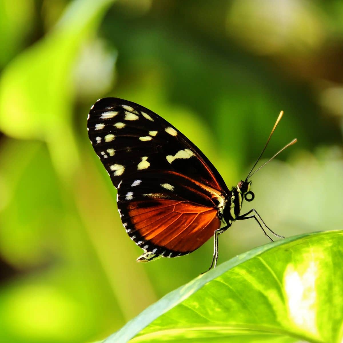 what does it mean when you see a orange and black butterfly