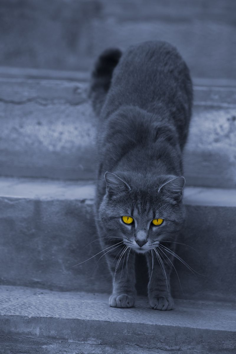 Cat Crying at Night – spiritual meaning