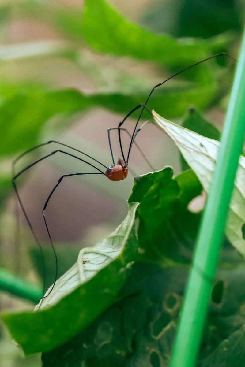 Daddy Long Legs Spiritual Meaning