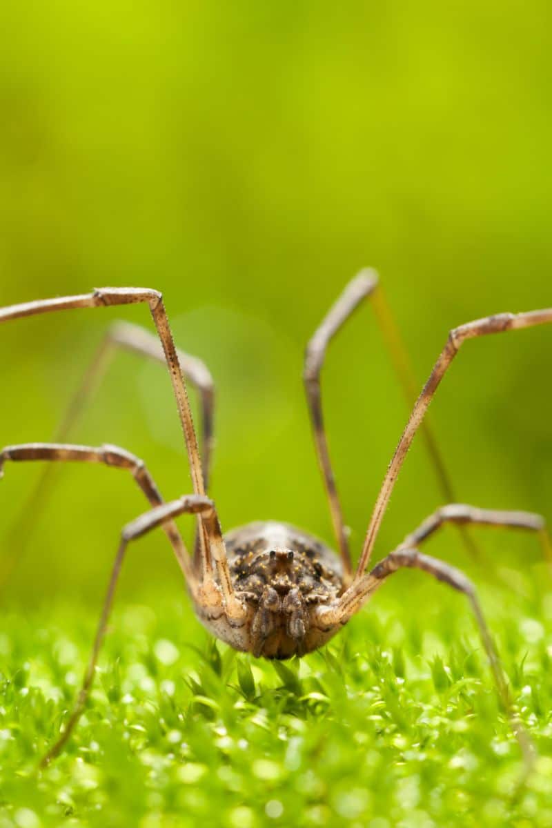 Daddy Long Legs Spiritual Meaning