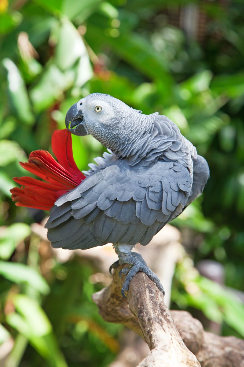 Grey and White mixed feather meaning