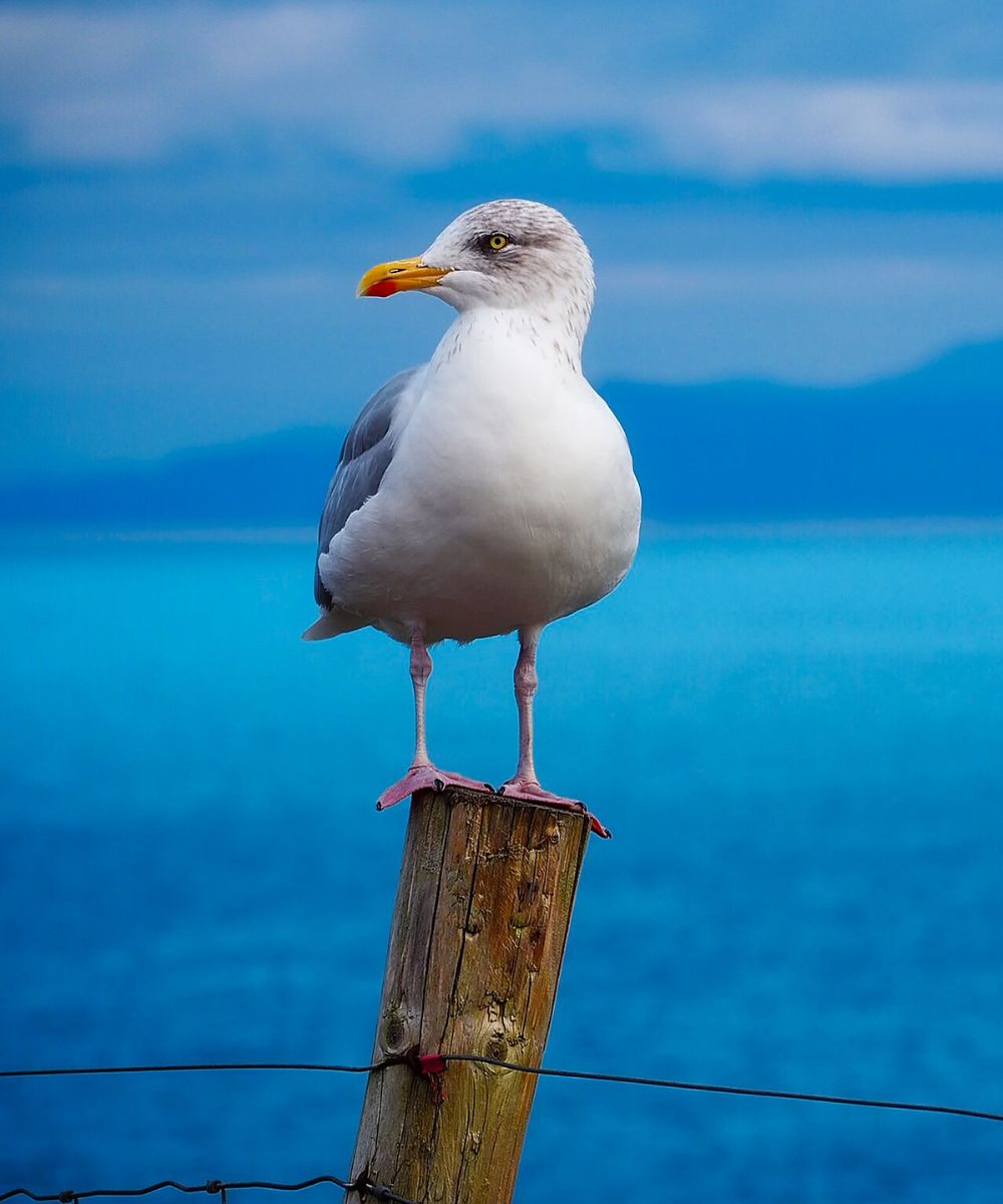 Seagull Feather - meaning