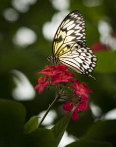 Spiritual Meaning of Monarch Butterfly Flying Around You - Awakening State