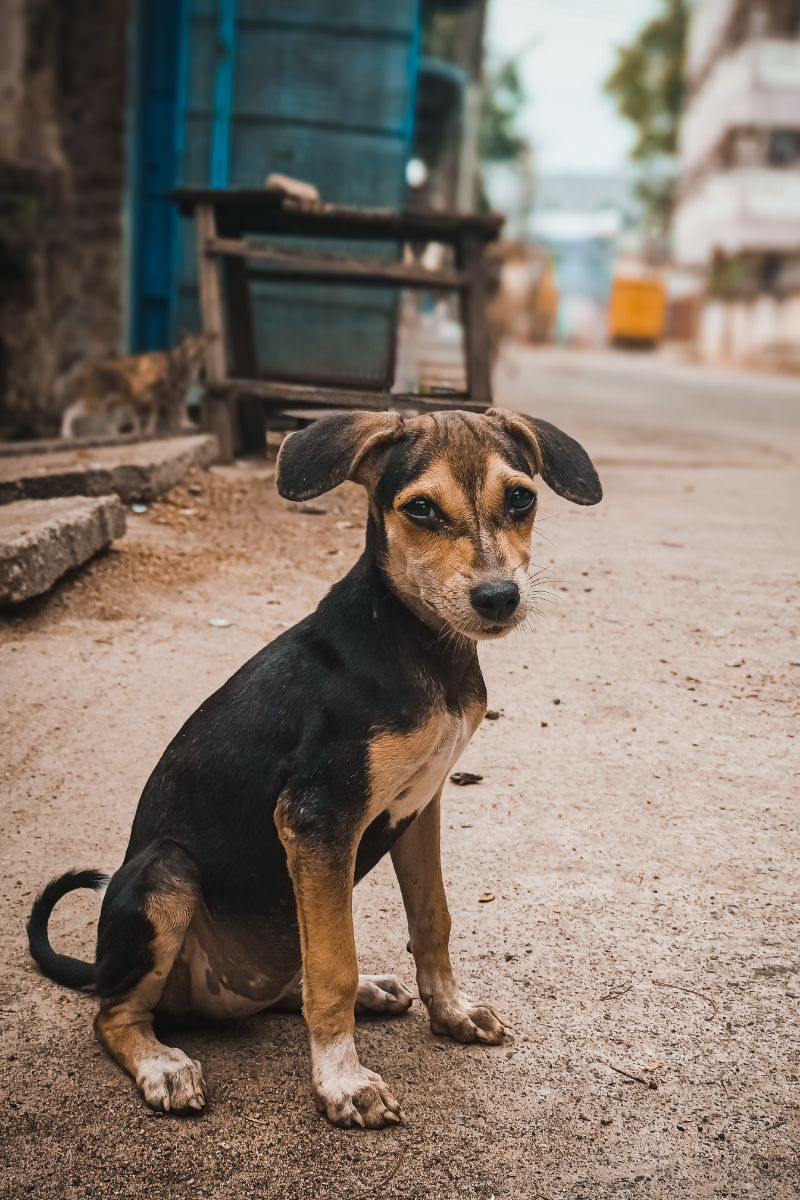 The Spiritual Meaning Of A Dog Crossing Your Path