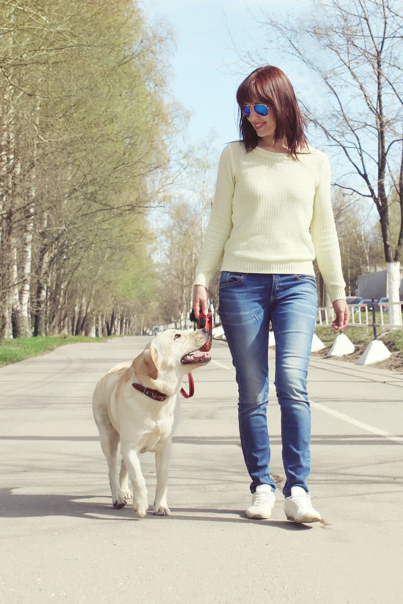 The Spiritual Meaning Of A Dog Crossing Your Path