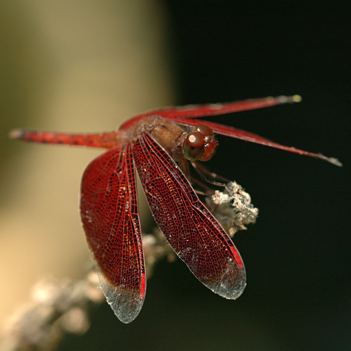 Red Dragonfly spiritual meaning Awakening State