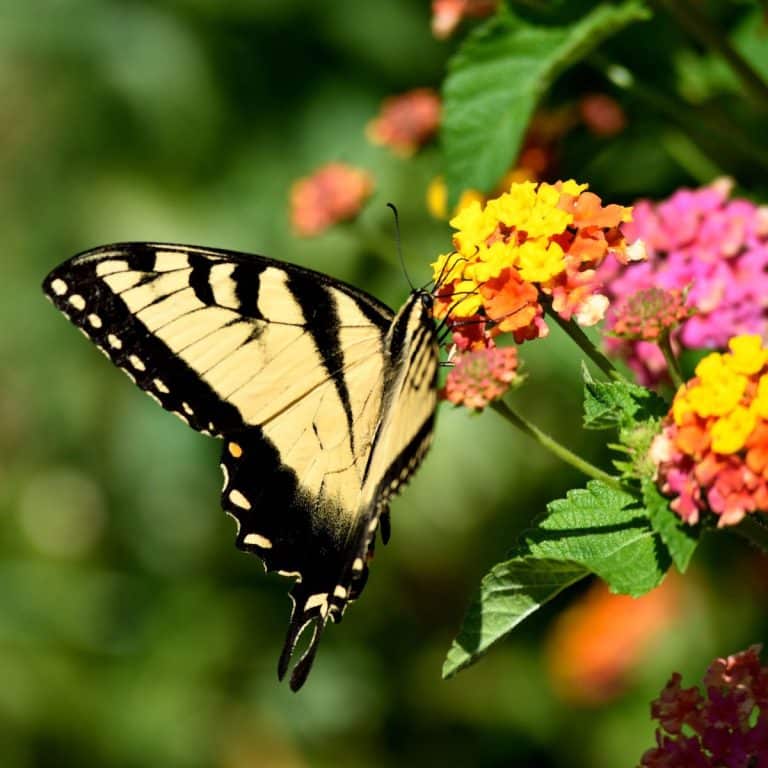 Yellow and Black Butterfly Spiritual Meaning Awakening State
