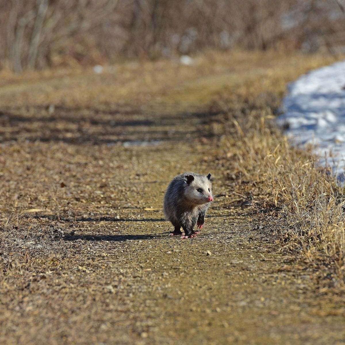possum symbolism