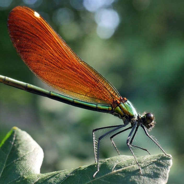 Red Dragonfly spiritual meaning Awakening State