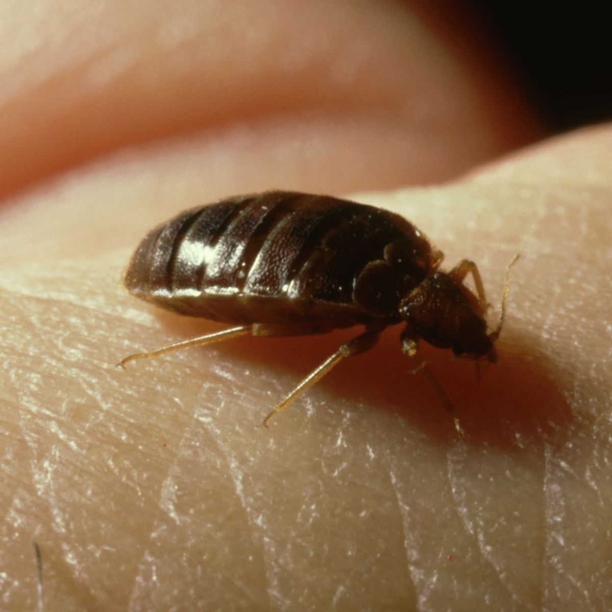 spiritual meaning of bed bugs in dreams