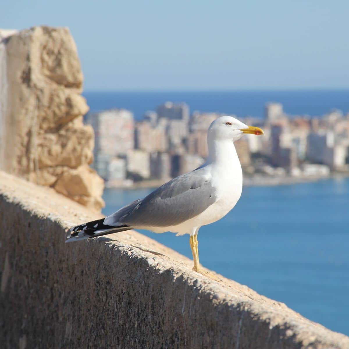 what do seagulls represent spiritually