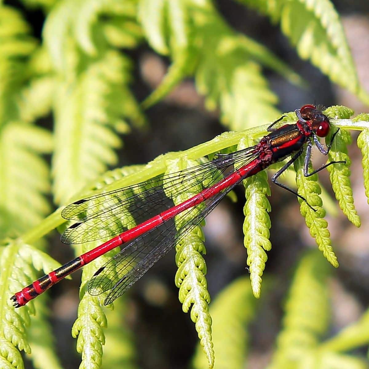 Red Dragonfly spiritual meaning Awakening State