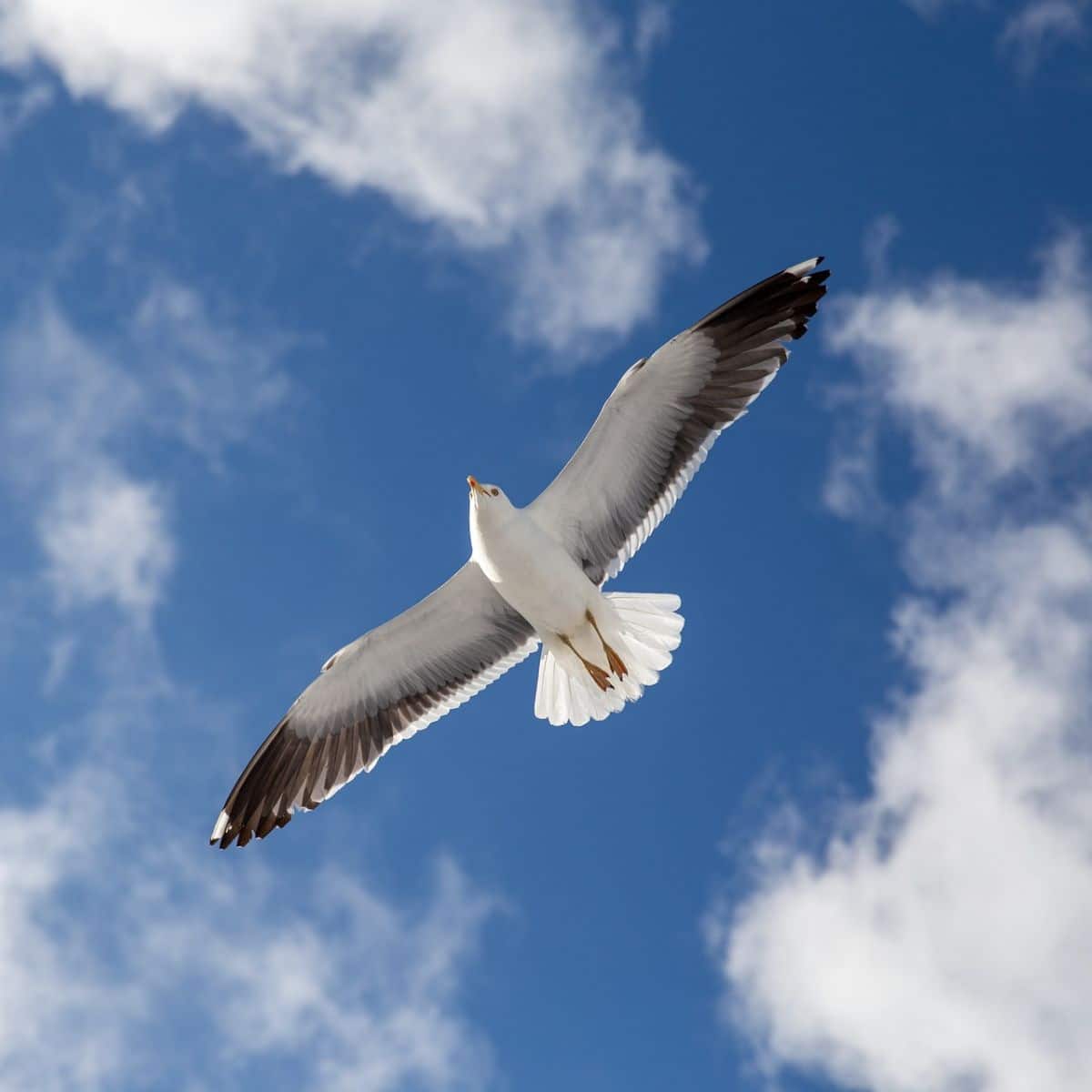 what does a seagull symbolize