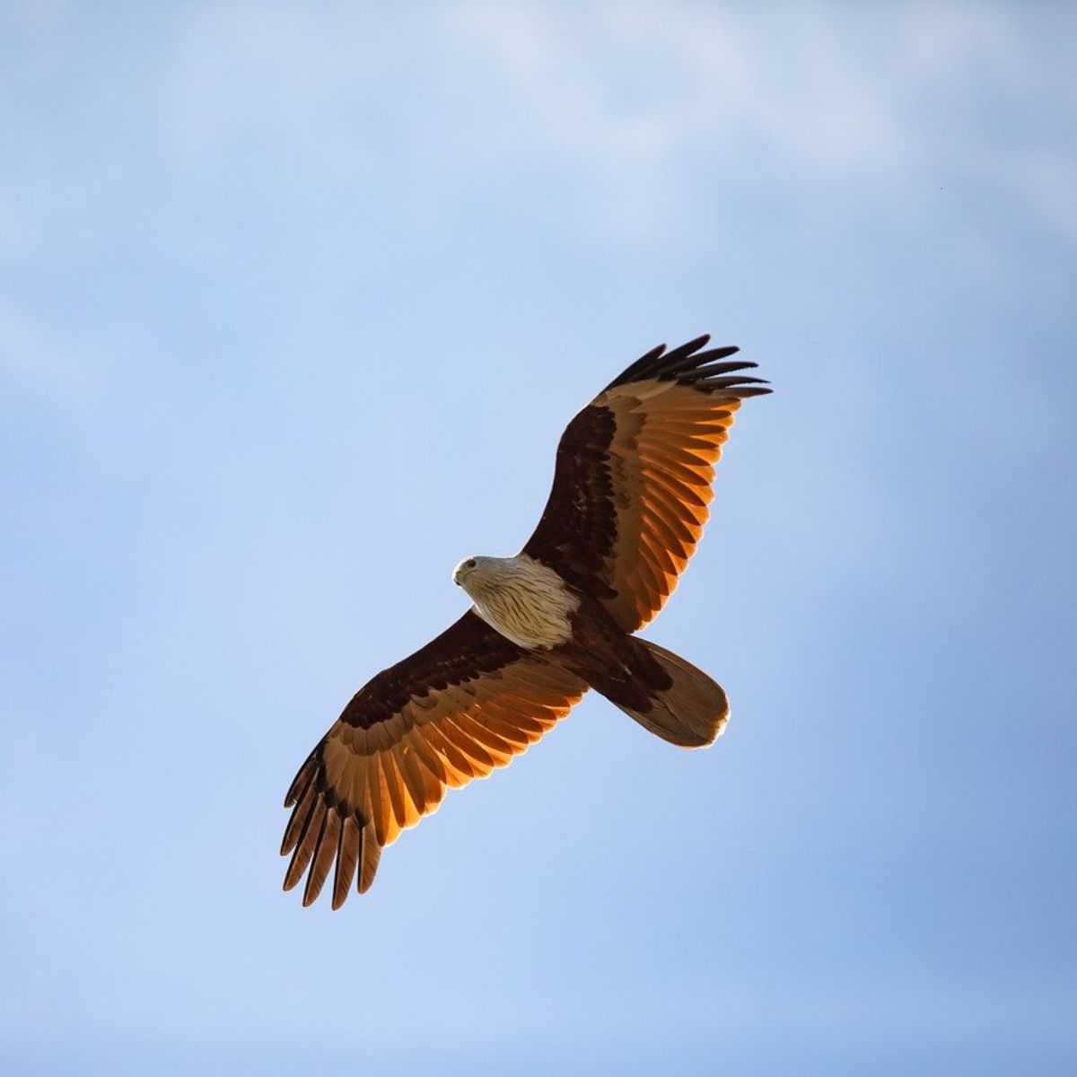 what does it mean when a brown bird comes to your window