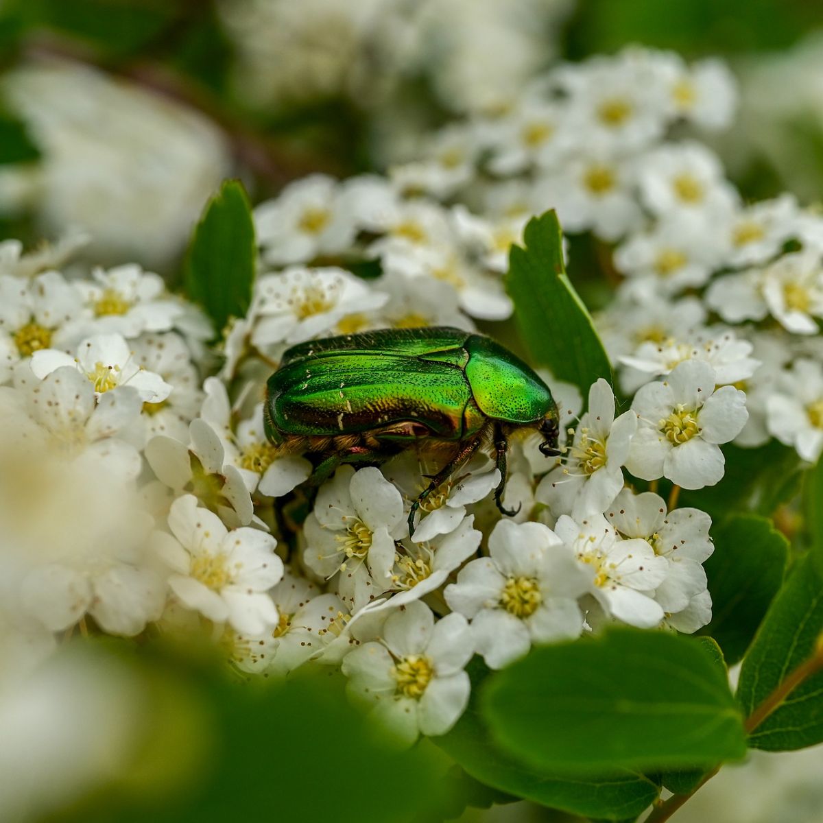 Green Beetle spiritual meaning Awakening State