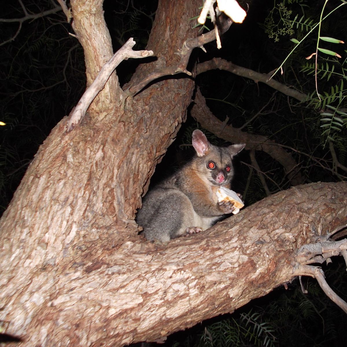what is the meaning of seeing a possum at night