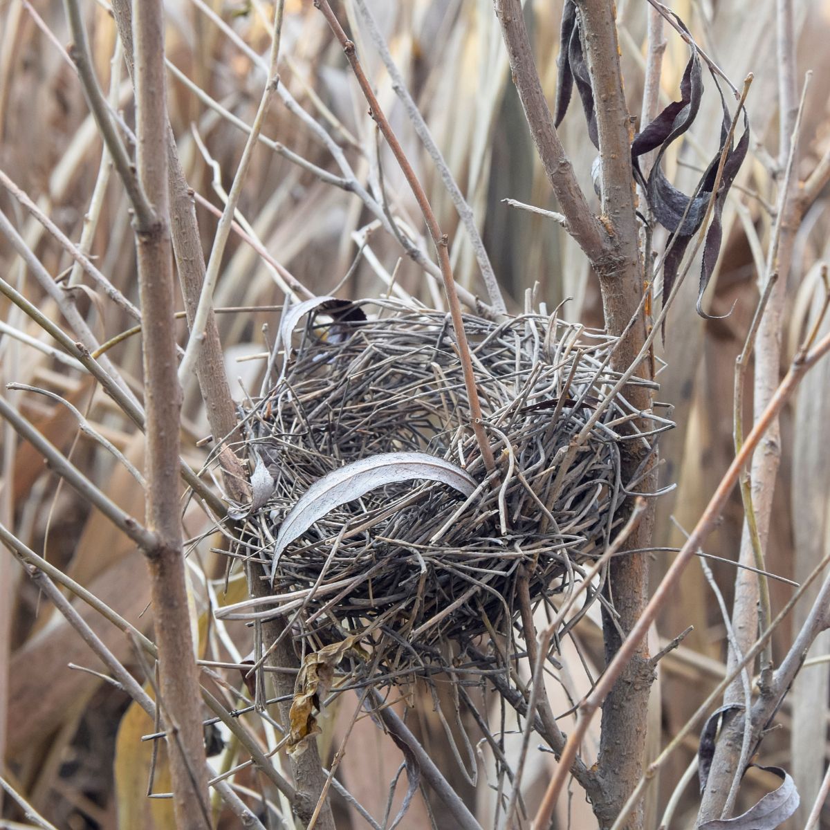 Empty Bird's Nest