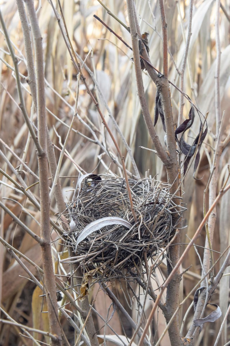 The Spiritual Meaning Of Finding An Empty Bird's Nest