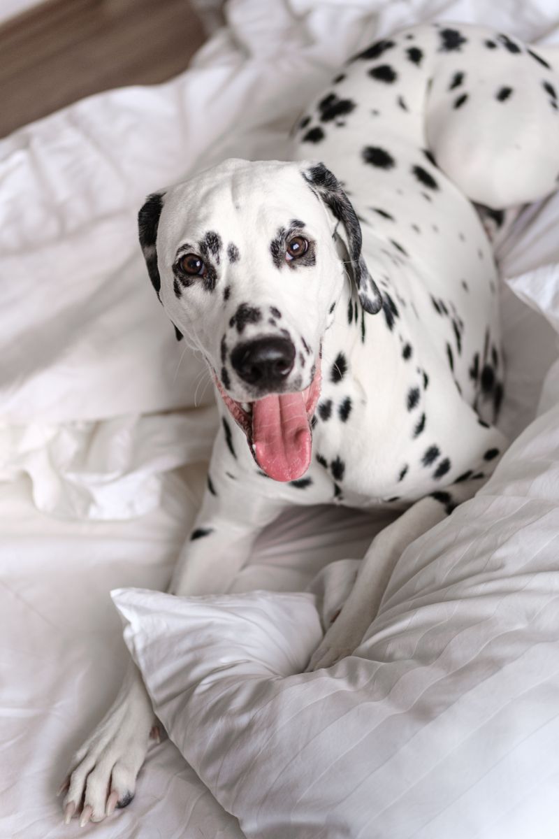 Dog With 2 Different Colored Eyes Spiritual Meaning