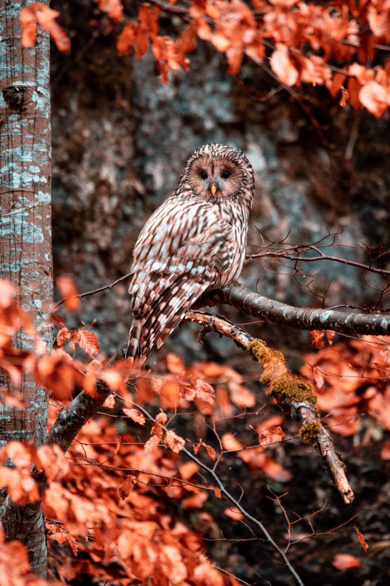 Owl Hooting Outside My Window Spiritual Meaning