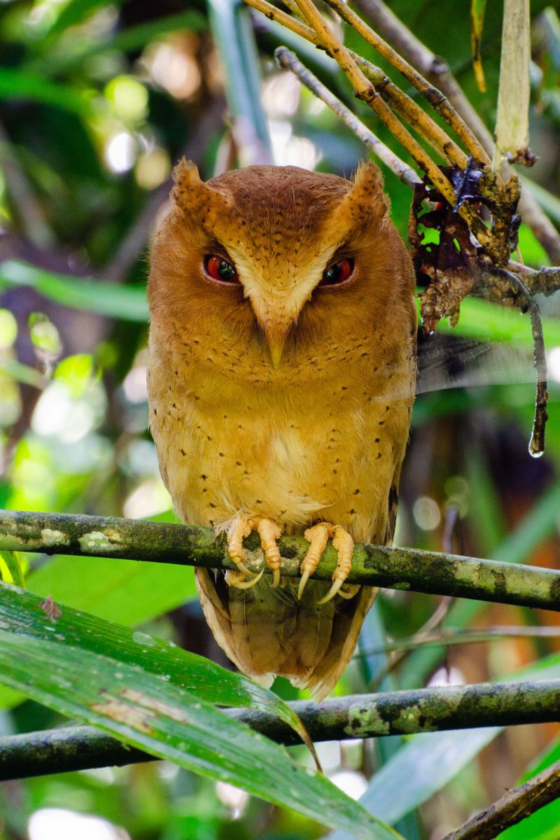 Owl Hooting Outside My Window Spiritual Meaning