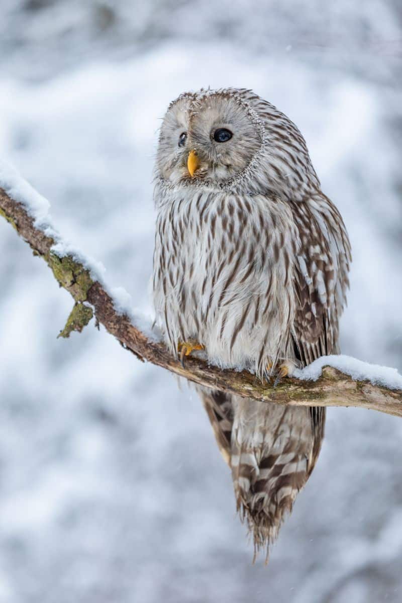 Owl Hooting Outside My Window Spiritual Meaning