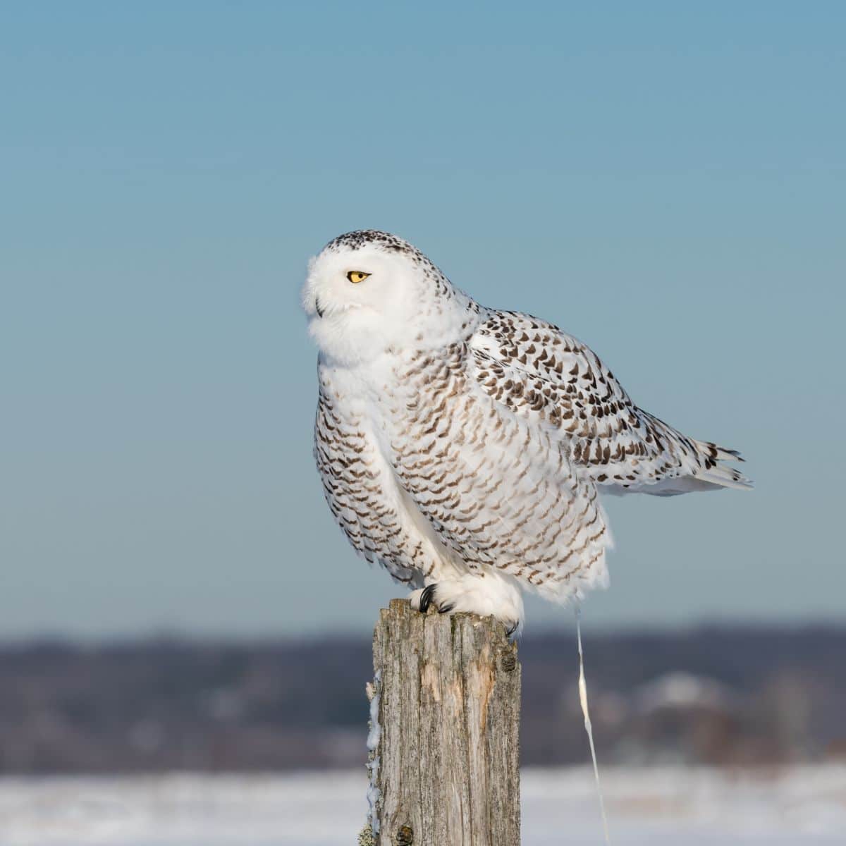 Owl Hooting Outside My Window Spiritual Meaning